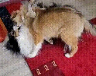 Peanut und Jamie